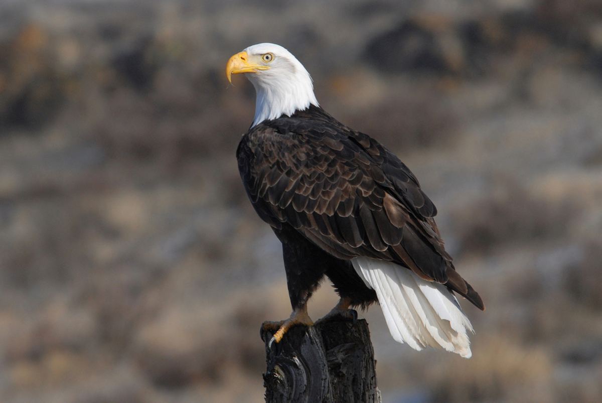 Adult bald eagle with a white head and tail, perched on a weathered wooden post