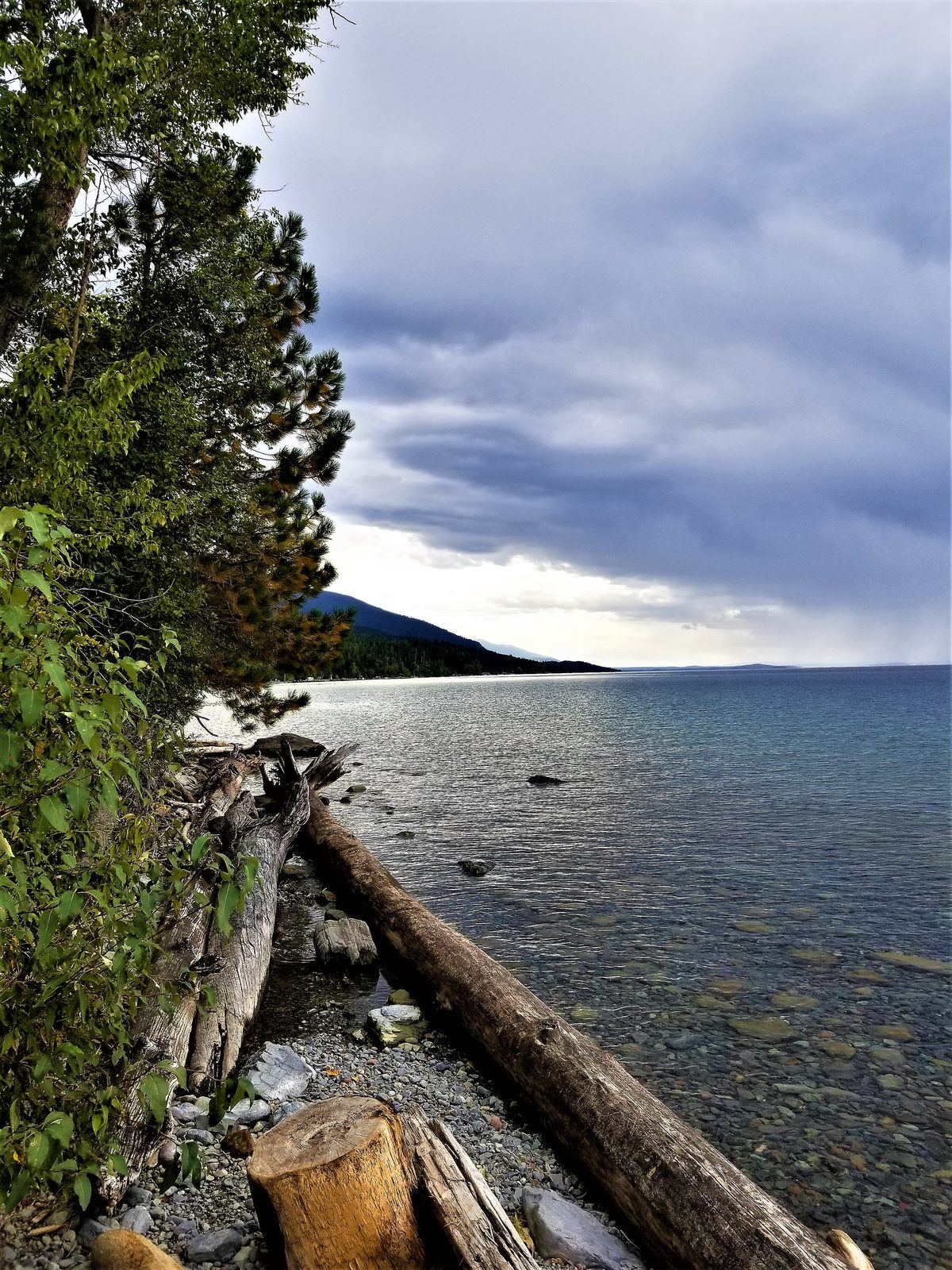 Storm clouds building over Flathead Lake, seen from a cobble shoreline with driftwood and pines