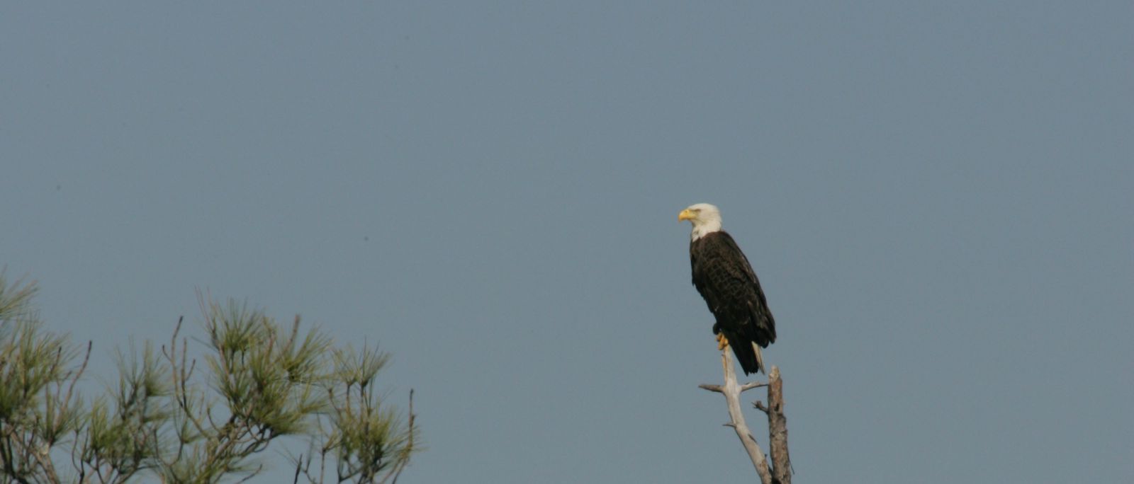 A bald eagle perched near the shoreline of Flathead Lake